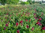 کشت گیاهان داروئی در استان از استقبال خوبی برخوردار است