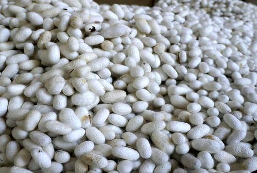 بیش از ۸۶ هزار کیلوگرم پیله تر در مانه وسملقان برداشت شد