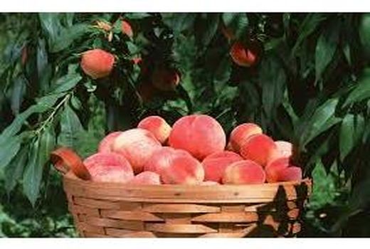 برداشت 12 هزار تن هلو و شلیل بهشهر/درآمد یک میلیاردی در هر هکتار