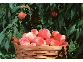 برداشت 12 هزار تن هلو و شلیل بهشهر/درآمد یک میلیاردی در هر هکتار