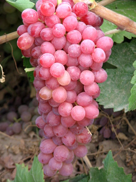 400 هزار تن انگور در باغات استان قزوین تولید می شود