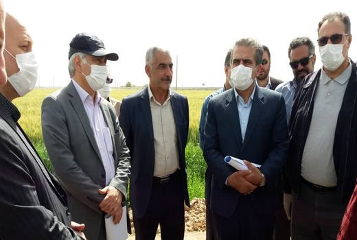 بازدید سرپرست معاونت زراعت وزارت جهاد کشاورزی از مزارع گندم، جو و کلزای ورامین