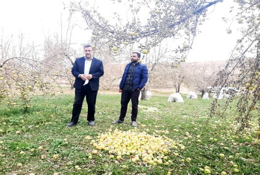 بررسی مشکلات تولید محصول سیب در آوج