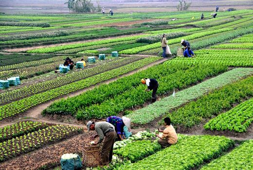 نقش برجسته باغبانی در اشتغال‌زایی و توسعه کشاورزی کشور