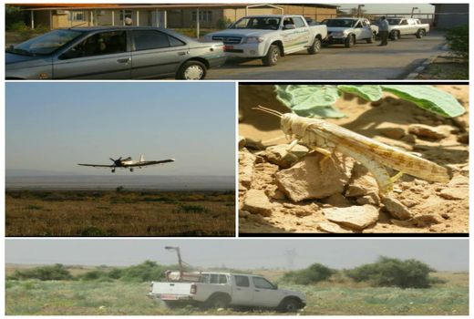 مبارزه با آفت ملخ صحرایی در 15 هزار هکتار از مزارع استان ایلام