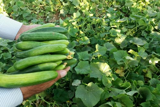برداشت محصول خیار در مزارع لتحر- استان اصفهان