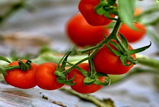 توسعه کشاورزی اصفهان با ارتقای محصولات سالم و گواهی شده