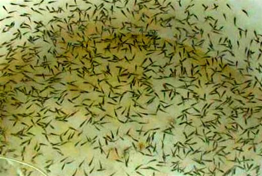 واردات نخستین محموله میگوی مولد SPF وانامی به استان بوشهر‌ 