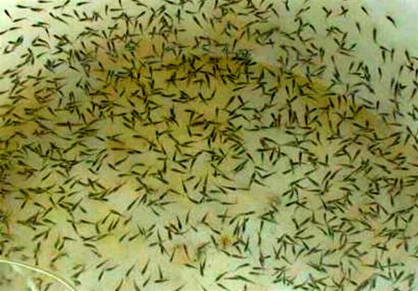 واردات نخستین محموله میگوی مولد SPF وانامی به استان بوشهر‌ 