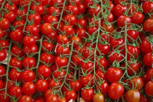  برداشت ۵۶۵ هزار تن گوجه فرنگی در استان بوشهر