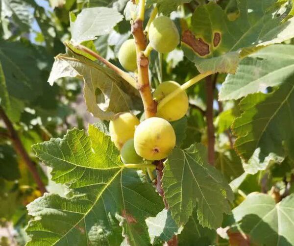 آغاز برداشت انجیر دیم ۷۰۰ هکتار از باغ‌های بارور جهرم