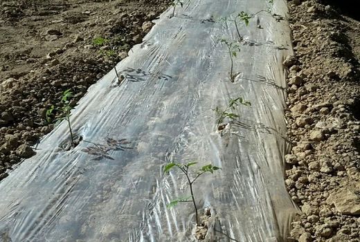 کشت گوجه فرنگی نشایی در مرودشت آغاز شد