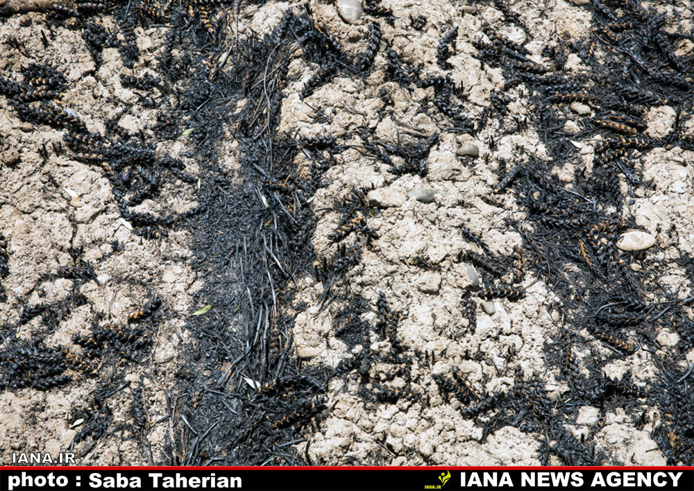 مزرعه سوخته