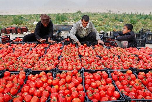 خرید حمایتی گوجه فرنگی از 700 کشاورز کُردستانی