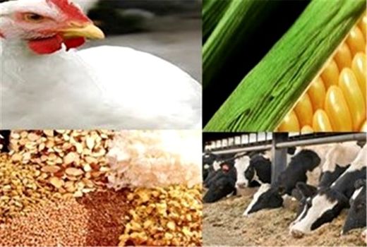 توزیع بیش از ۱۰۹هزار تن انواع نهاده دام و طیور در کردستان