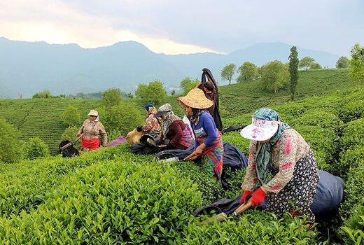 112 هزار تن برگ سبز چای امسال از چایکاران خریداری شد