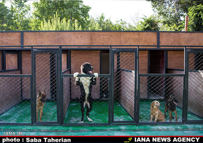 Saba Taherian 3