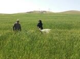مبارزه با آفت سن در ۲۹۴ هزار هکتار از مزارع کردستان انجام شد