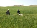مبارزه با آفت سن در ۲۹۴ هزار هکتار از مزارع کردستان انجام شد