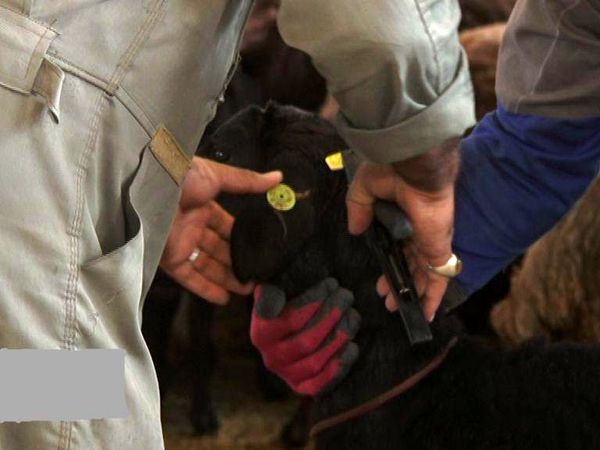 پلاک کوبی بیش از 272 هزار راس دام سبک و سنگین درشهرستان میاندوآب 