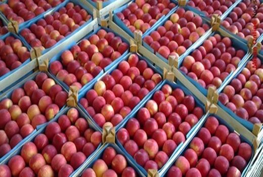 سیب درختی وارد بورس کالا می‌شود
