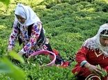 تولید چای سرگل عقب افتاد / تاخیر در برداشت چای بهاره