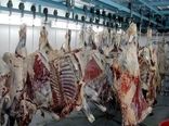 642 تن گوشت قرمز در بابل تولید شد/درآمد 1300 میلیاردی