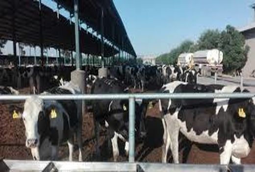 اجرای طرح پلاک گذاری دام استان سمنان با جدیت دنبال می‌شود
