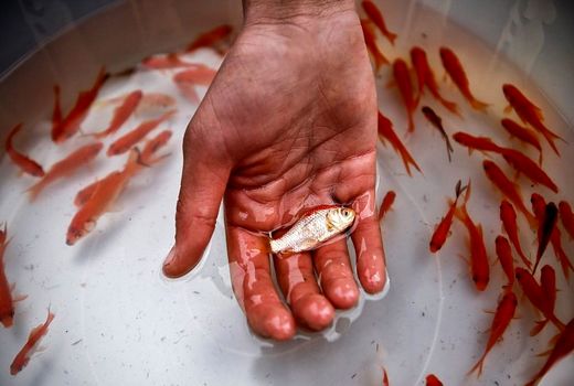 مردم از خرید ماهیان بی‌حال و دارای لکه بر پوست خودداری کنند