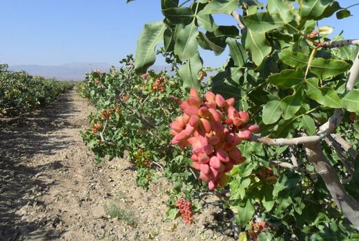 دو چالش تغییر اقلیم و بی ثباتی ارز گریبان‌گیر پسته کاران است
