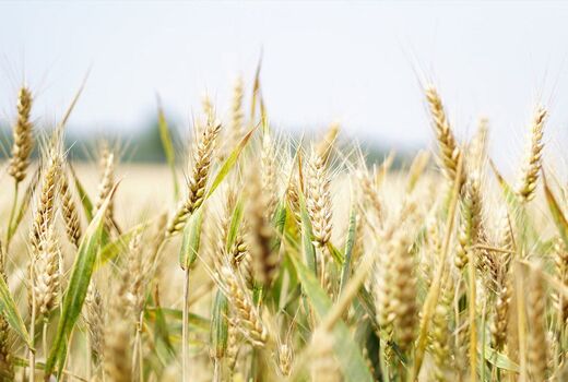 برگزاری دوره آموزشی بین‌المللی اصلاح مولکولی برنج در رشت