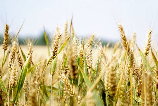 برگزاری دوره آموزشی بین‌المللی اصلاح مولکولی برنج در رشت