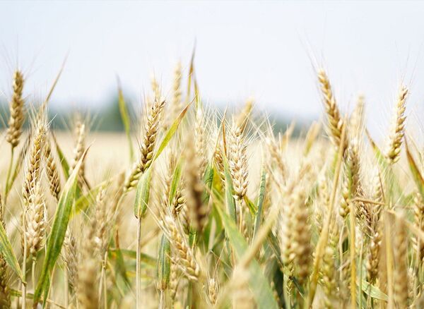 اثر تغییرات آب و هوایی بر مواد مغذی برنج