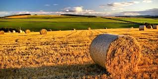 خیز انگلیس برای تبدیل شدن به تولید برتر مواد غذایی جهان