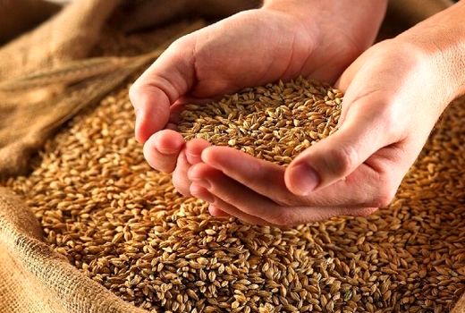 توزیع بیش از ۱۰ هزار تن بذر گندم در کردستان