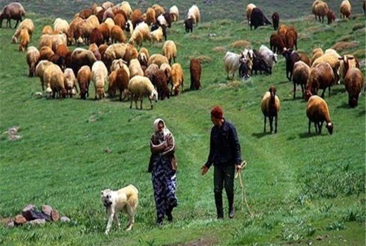 محدودیت استقرار عشایر کوچرو در 5 کیلومتری دهلران