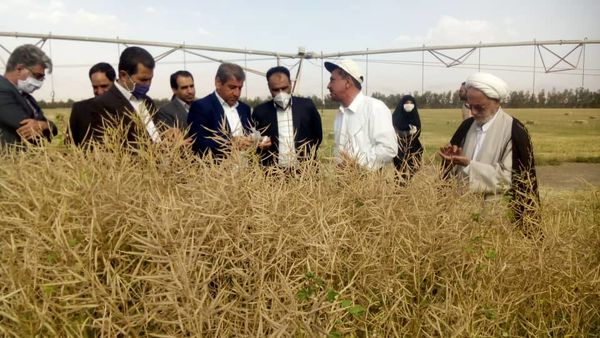 پیش‌ینی برداشت 5000 تن دانه‌های روغنی کلزا از مزارع استان کرمان