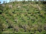 ۱۰۰۰ هکتار از باغات استان در سال ۱۴۰۲ اصلاح  و نوسازی میشود
