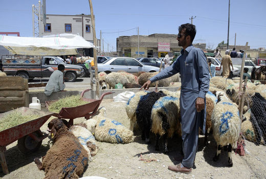 واحدهای فروش غیرمجاز دام زنده در شهرستان ری جمع‌آوری می‌شود