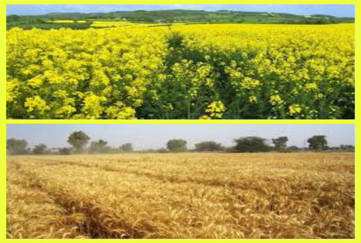 خرید دانه‌های طلایی گندم، فقط به شیوه تضمینی