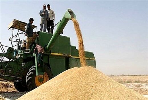 ۳۴۳ هزار تن گندم از کشاورزان کردستانی خریداری می‌شود