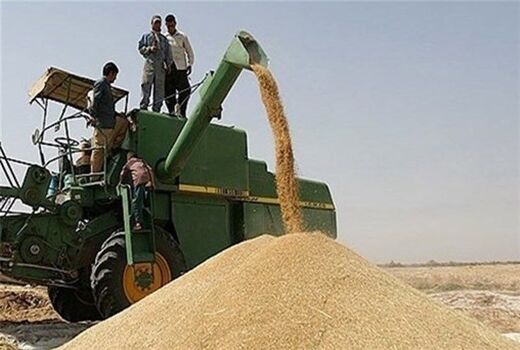 ۳۴۳ هزار تن گندم از کشاورزان کردستانی خریداری می‌شود