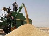 ۳۴۳ هزار تن گندم از کشاورزان کردستانی خریداری می‌شود