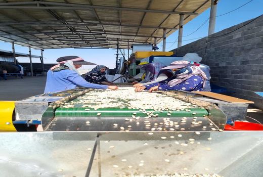 شروع برداشت محصول از قطب پسته استان فارس