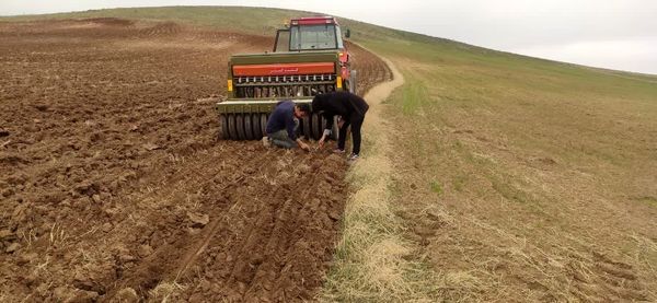 آغاز کشت گاودانه در اراضی دیم بستانآباد با هدف تبدیل آیش زرد به سبز