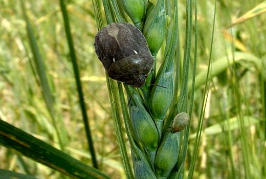  بررسی اماکن تابستان گذران آفت سن گندم در شهرستان اهر