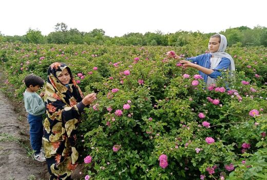 رتبه پنجم  آذربایجان شرقی در سطح زیرکشت باغات گل محمدی کشور 