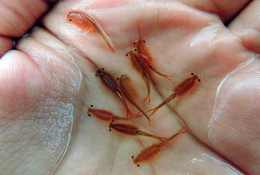 اشتغالزایی در آذربایجان شرقی با توسعه تولید آرتمیا  