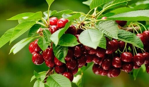تولید ۷۶۰ تن آلبالو و گیلاس فارس