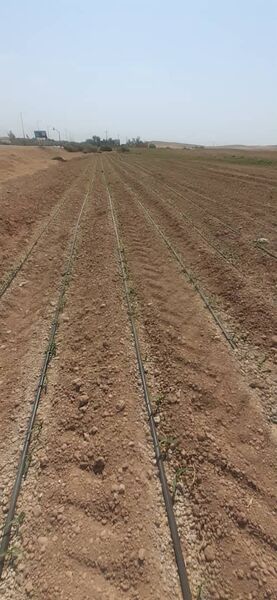 سیستم نوین آبیاری قطره‌ای در مزارع دهلران اجرا شد